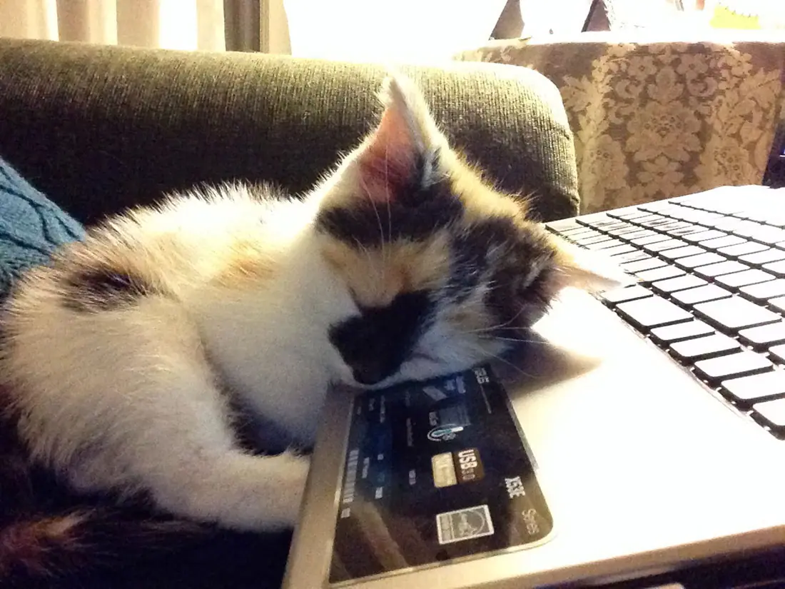 computer-cat-1