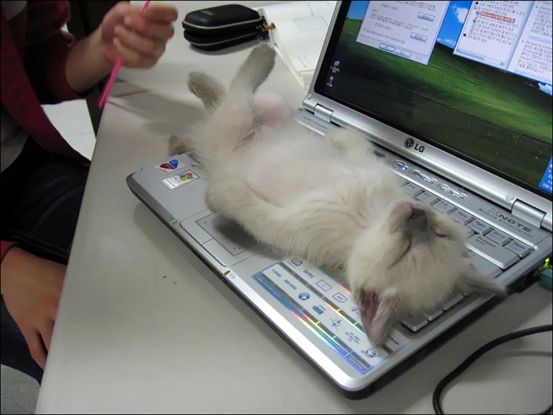 computer-cat-12