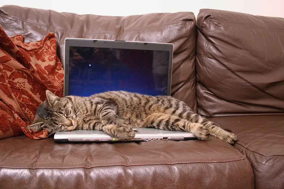 computer-cat-16