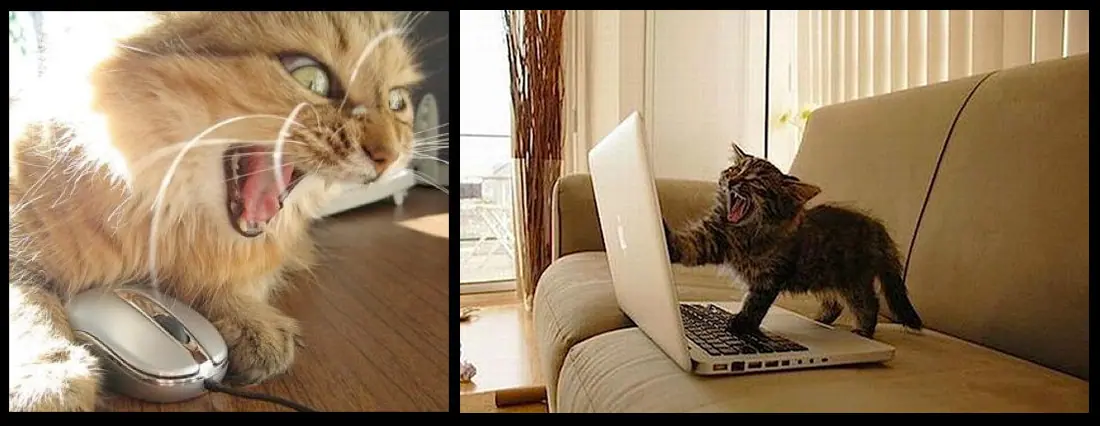 computer-cats-angry