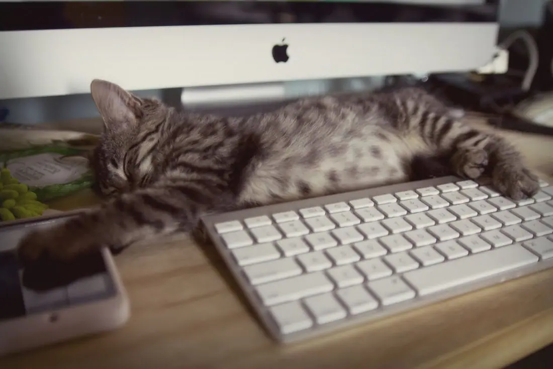 computer-cat-2