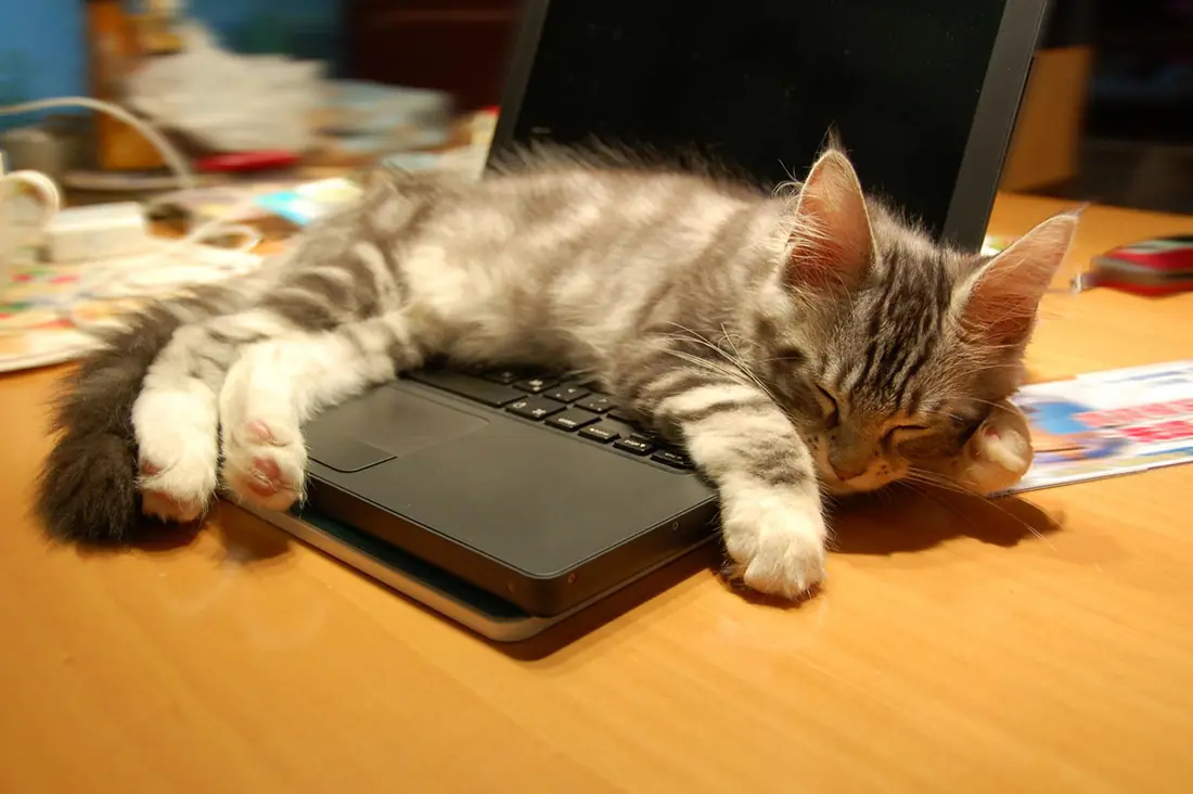 computer-cat-5