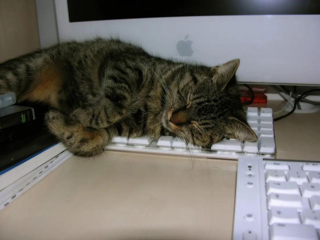 computer-cat-6