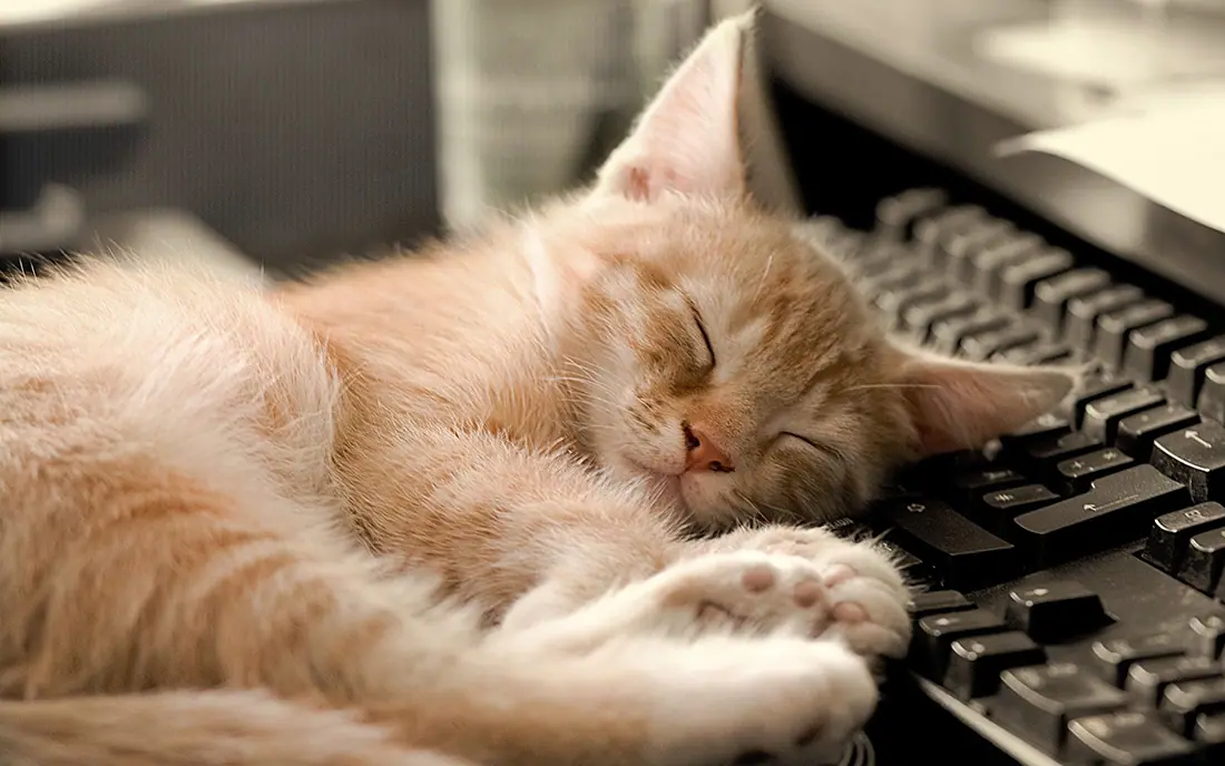 computer-cat-7