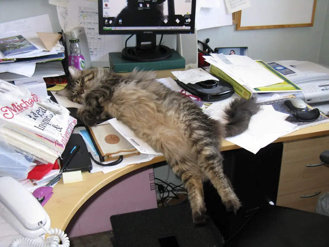 computer-cat-9