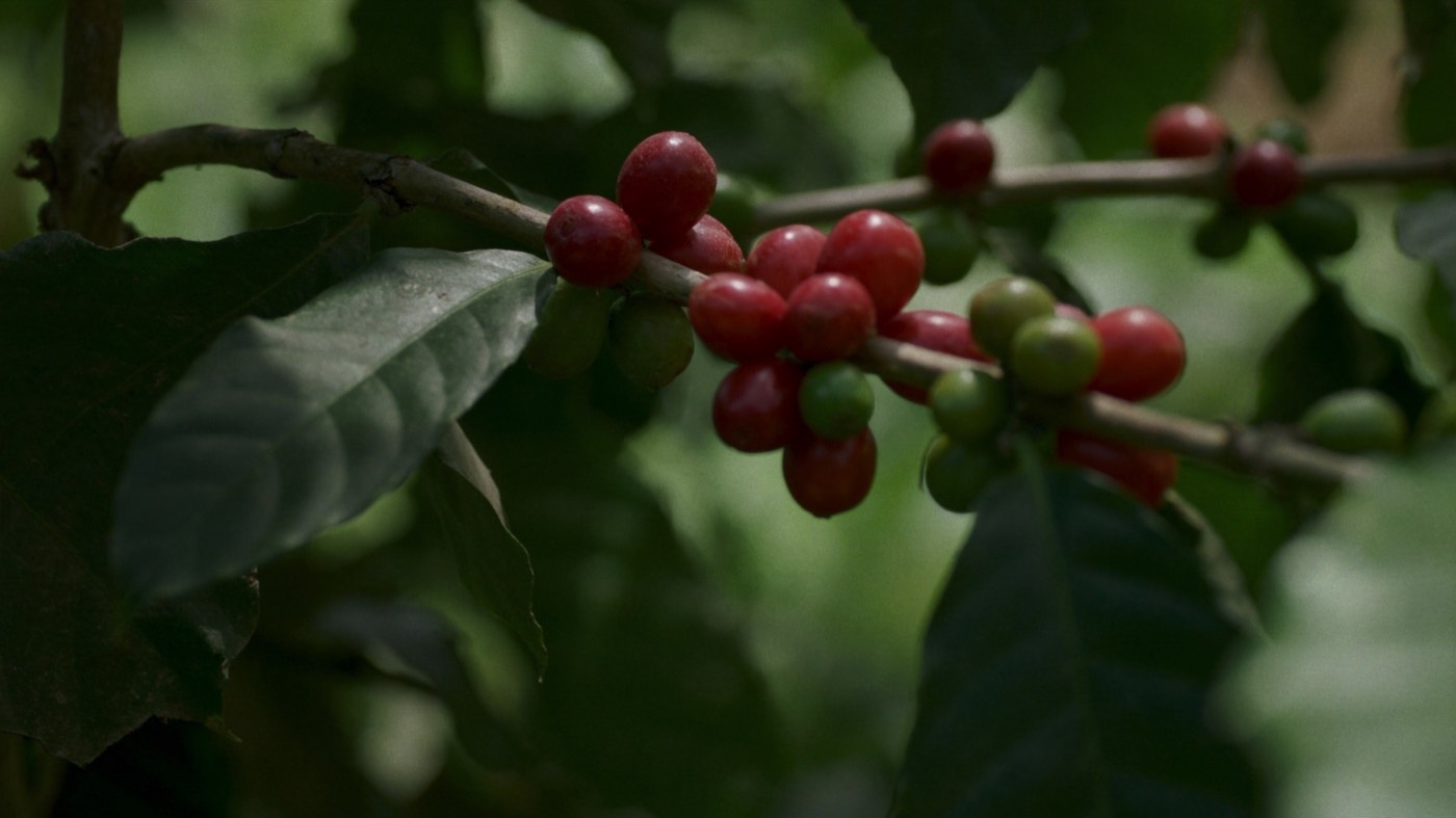 Ripe red coffee cherries on a branch