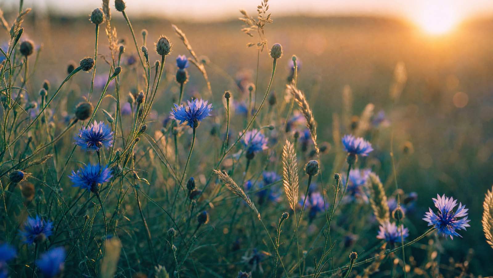 A summer meadow of cornflowers at golden hour