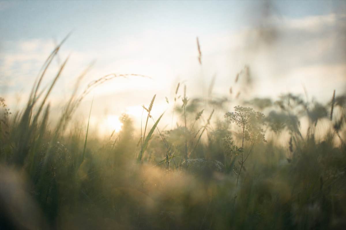 Morning sun through tall meadow grasses